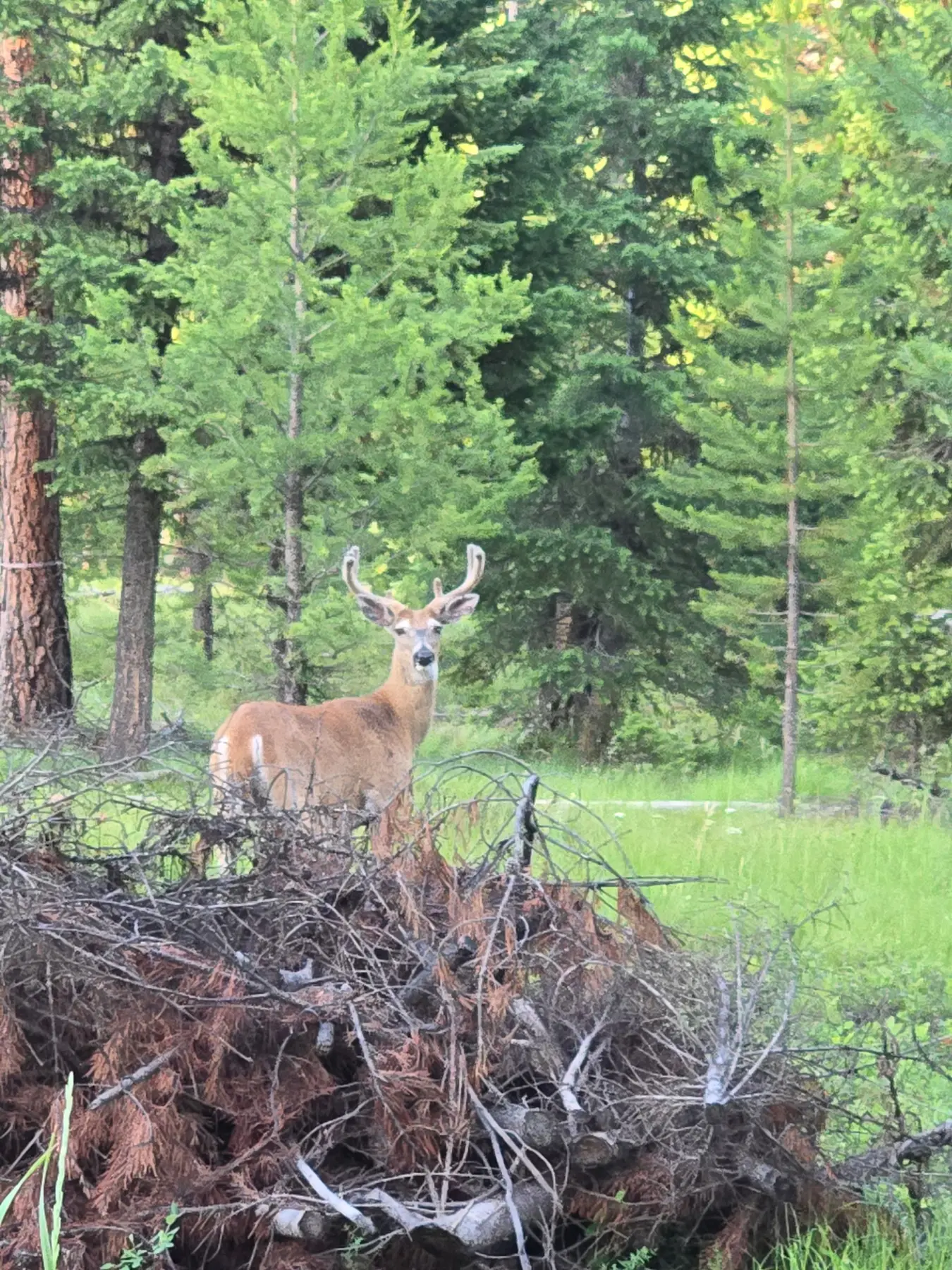 Mule deer standing in Montana timber